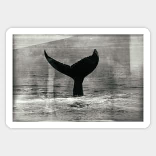 Humpback Whale Sticker